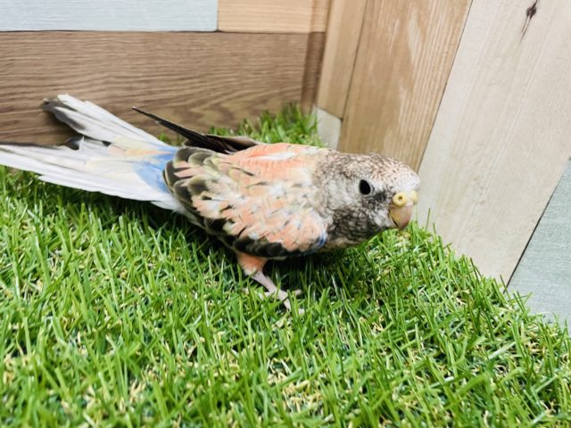 アキクサインコ（秋草インコ）