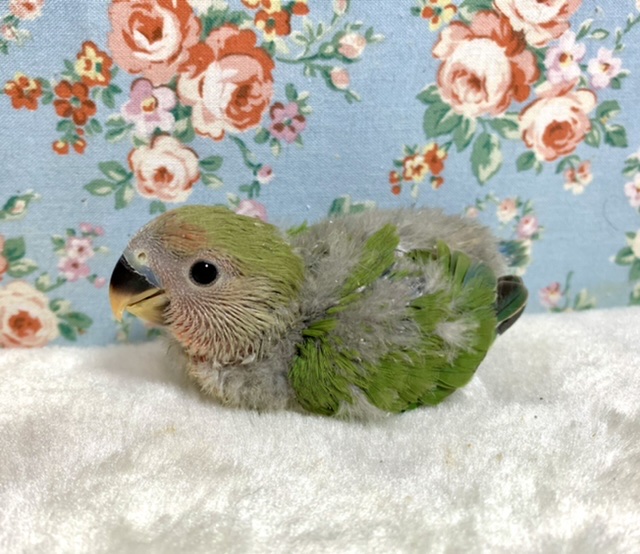 コザクラインコ（小桜インコ）