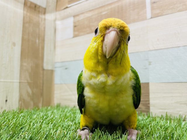 シロハラインコ