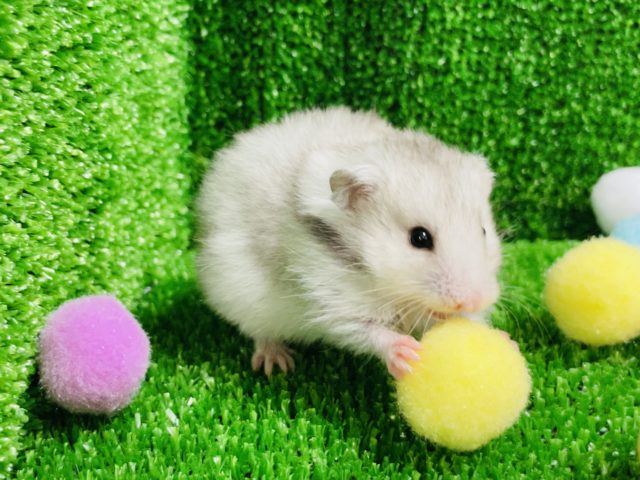 ゴールデンハムスター