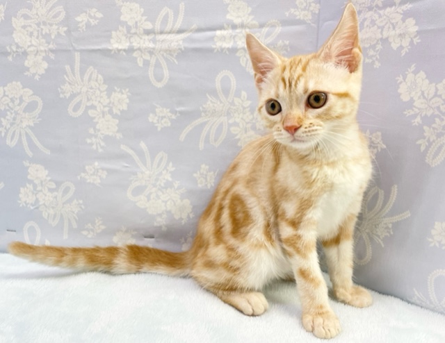 アメリカンショートヘア