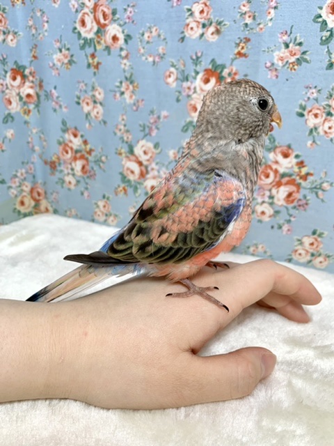 アキクサインコ（秋草インコ）