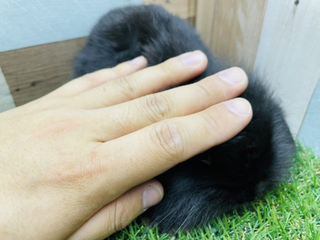 ロップイヤーラビット