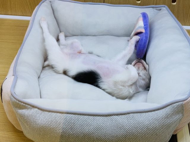 嬉しくてぴょんぴょん〜♪チワワくん! チワワ