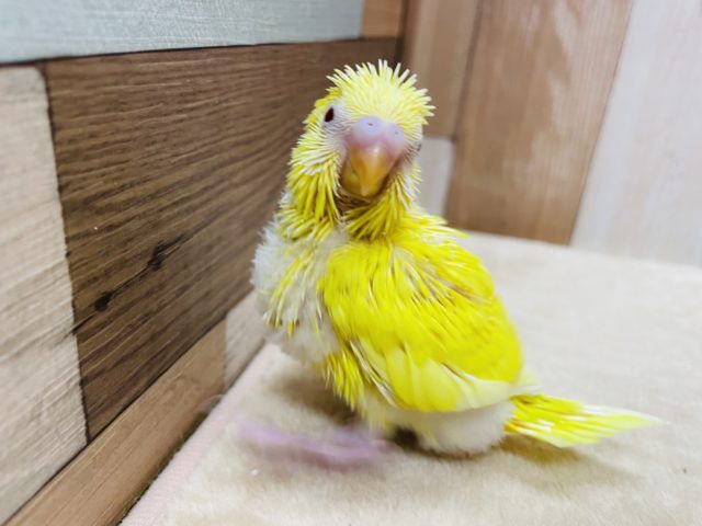 セキセイインコ