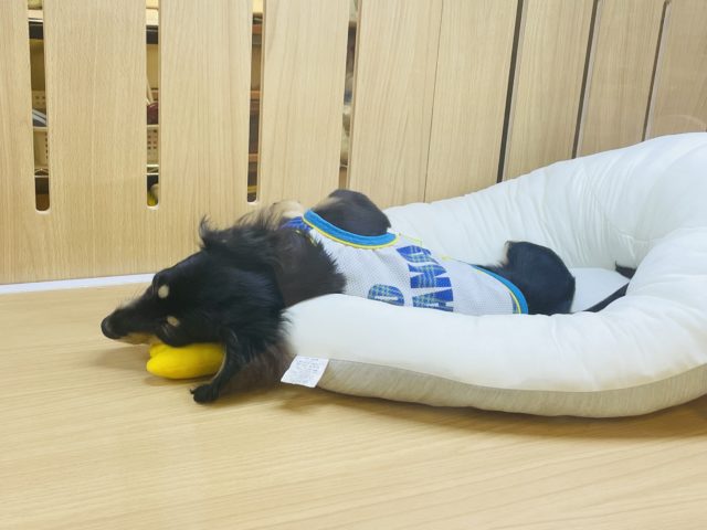 ミニチュアダックス