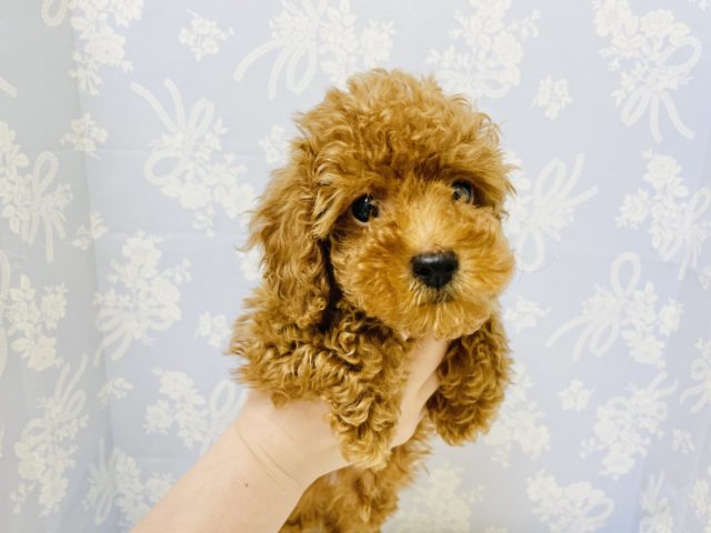 トイプードル