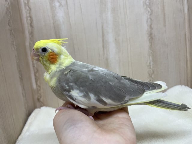安心むっちりサイズ☆優しいコ! オカメインコ シナモンパイド オカメインコ