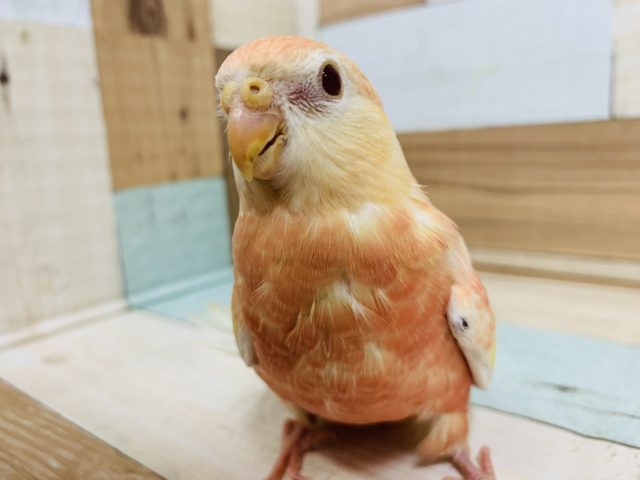 アキクサインコ（秋草インコ）