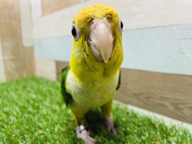 シロハラインコ