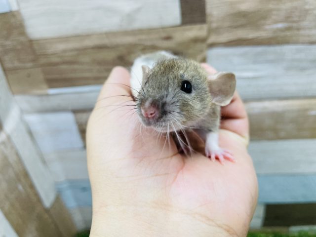 ファンシーラット