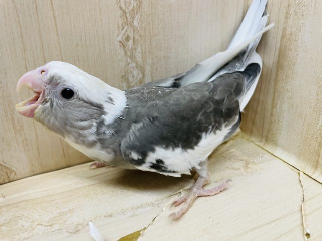 オカメインコ