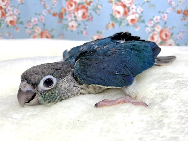 ワキコガネウロコインコ