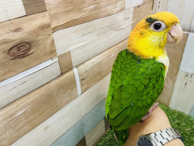 最新画像有り☆遊ぶの大好きさんです☆シロハラインコ! シロハラインコ