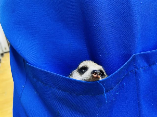 ミーアキャット