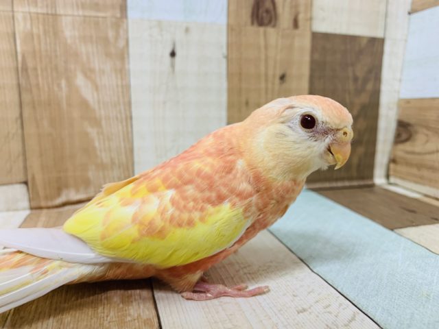 アキクサインコ（秋草インコ）