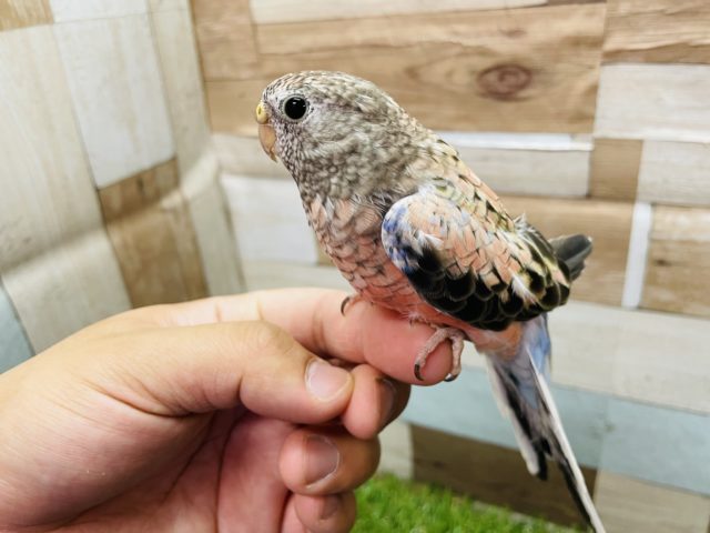 アキクサインコ（秋草インコ）