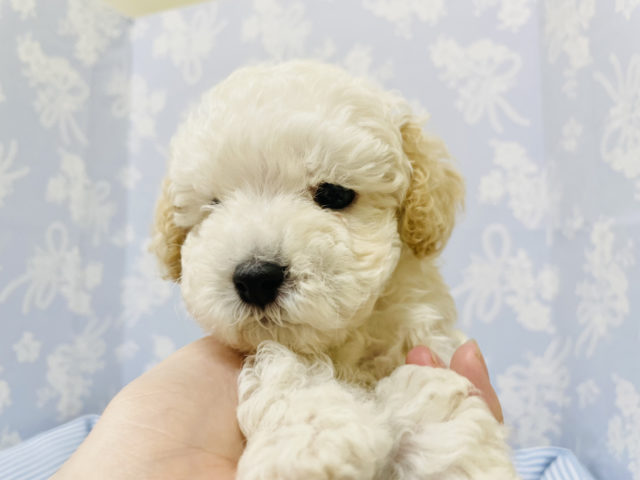 トイプードル
