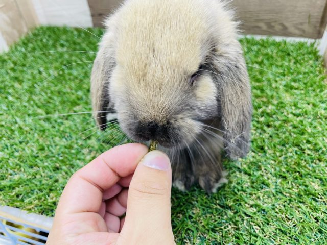 ホーランドロップ