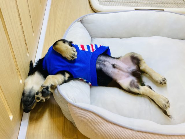 ミニチュアダックス