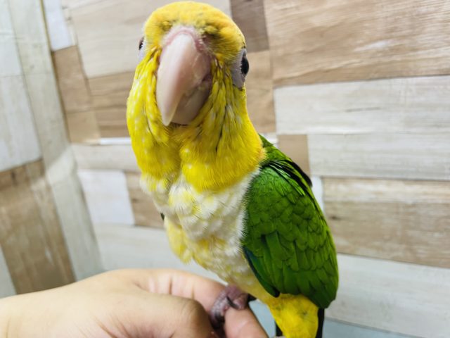シロハラインコ