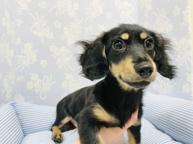 ミニチュアダックス