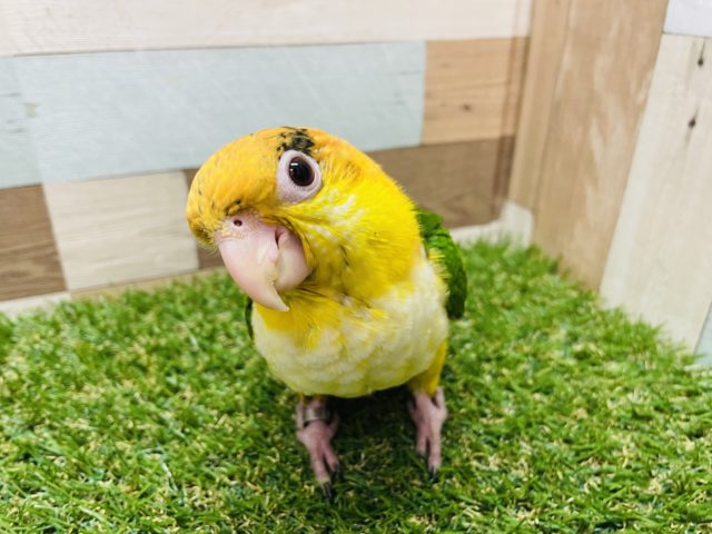 シロハラインコ