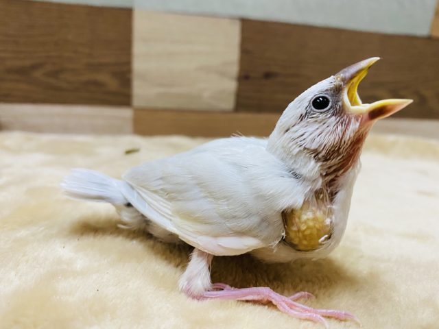 シルバー文鳥