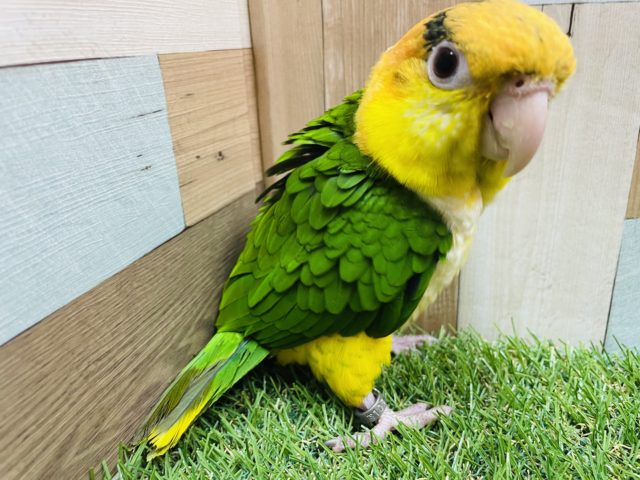 シロハラインコ
