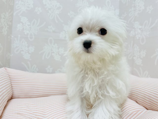 チワマル（マルチワ）