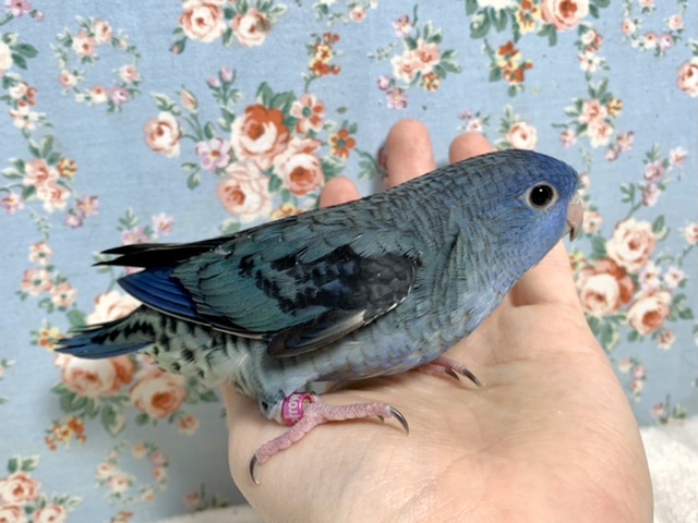 サザナミインコ