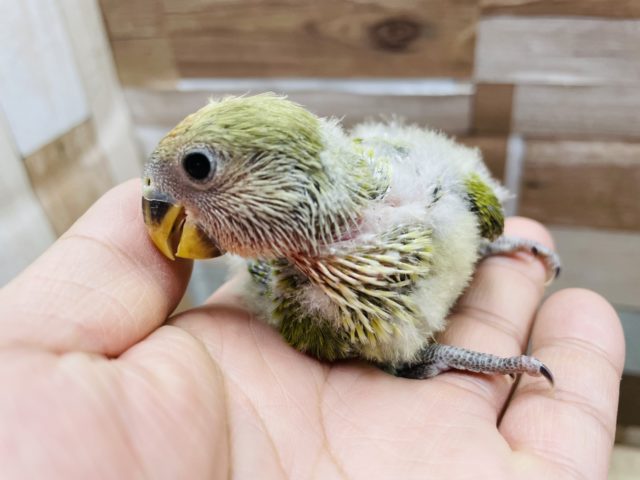 コザクラインコ（小桜インコ）