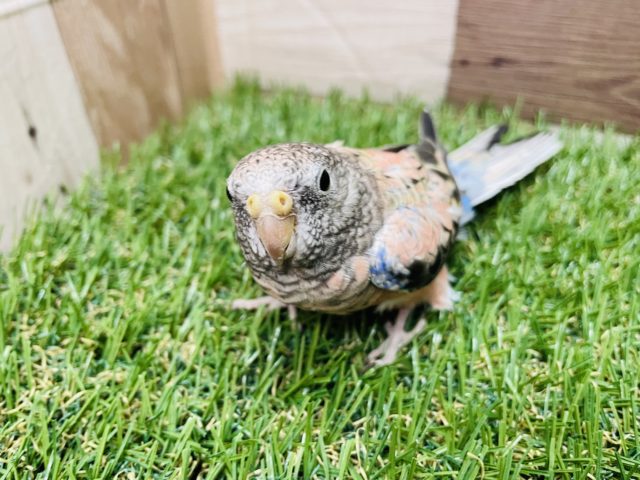 アキクサインコ（秋草インコ）