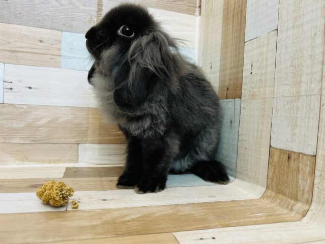 ロップイヤーラビット