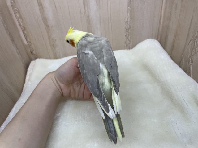 安心むっちりサイズ☆優しいコ! オカメインコ シナモンパイド オカメインコ