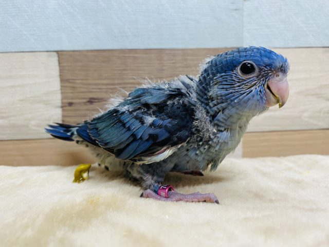 サザナミインコ