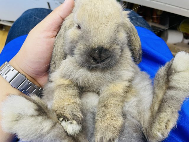 ホーランドロップ