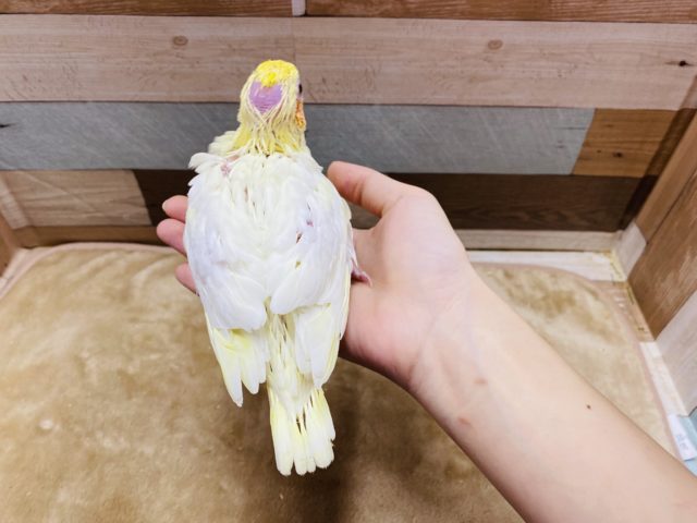オカメインコ