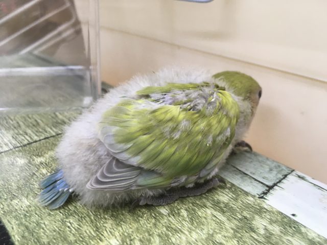 コザクラインコ（小桜インコ）