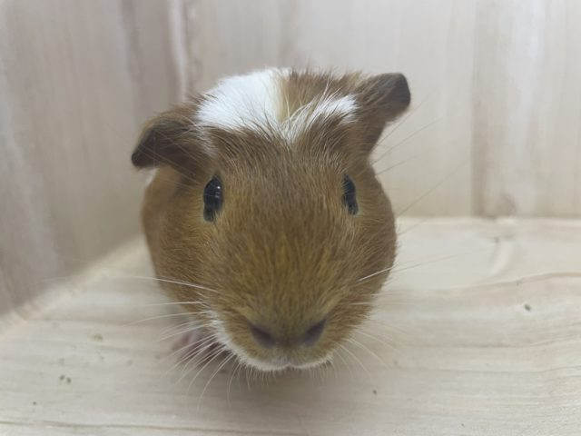 プイプイモルモットさんの登場です♪ モルモット クレステッド クレステッドモルモット