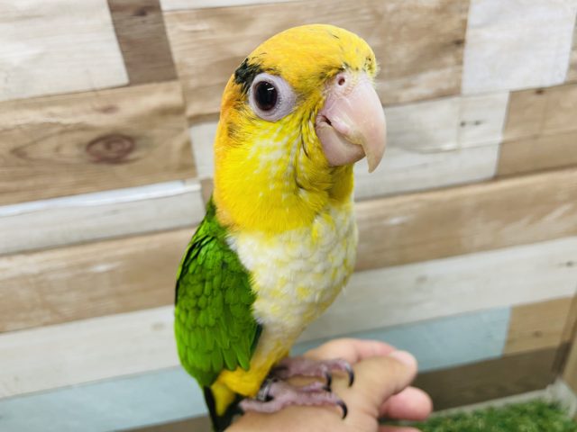 シロハラインコ