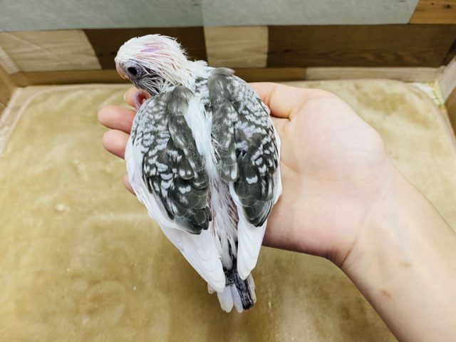 オカメインコ