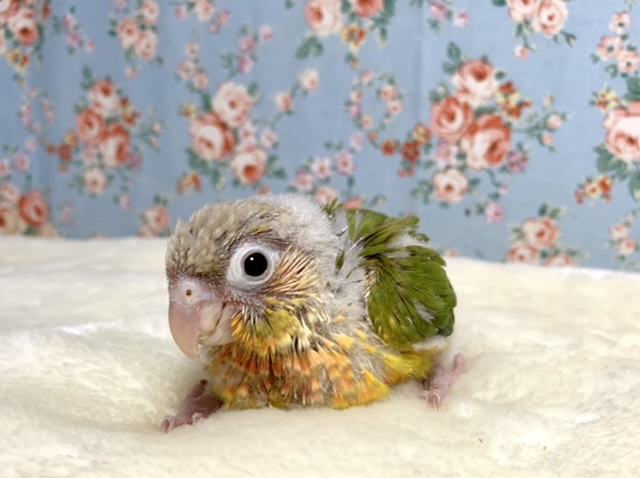 アカオウロコインコ