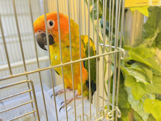 コガネメキシコインコ
