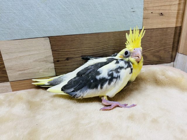 オカメインコ