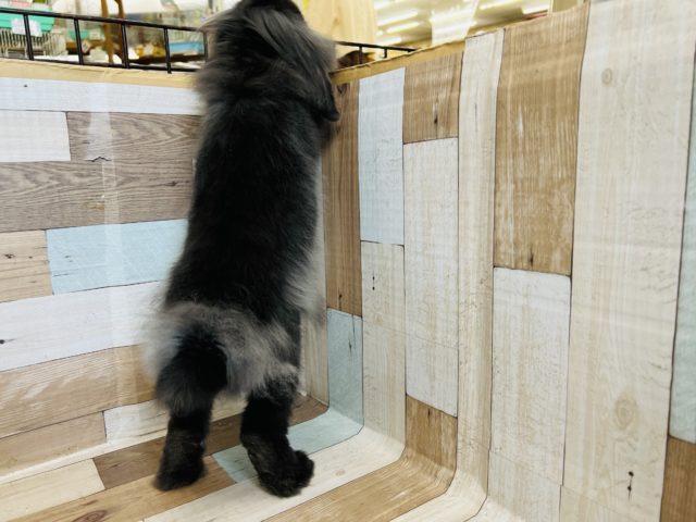 ロップイヤーラビット