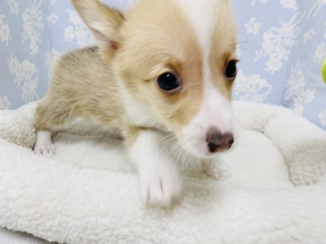 ウェルシュコーギー・ペンブローグ