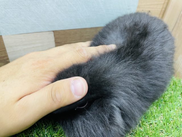 ロップイヤーラビット