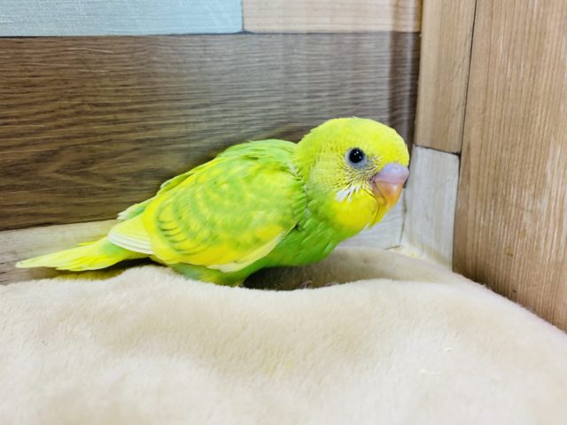 セキセイインコ