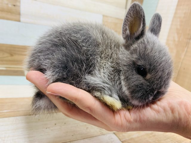 ネザーランドドワーフ